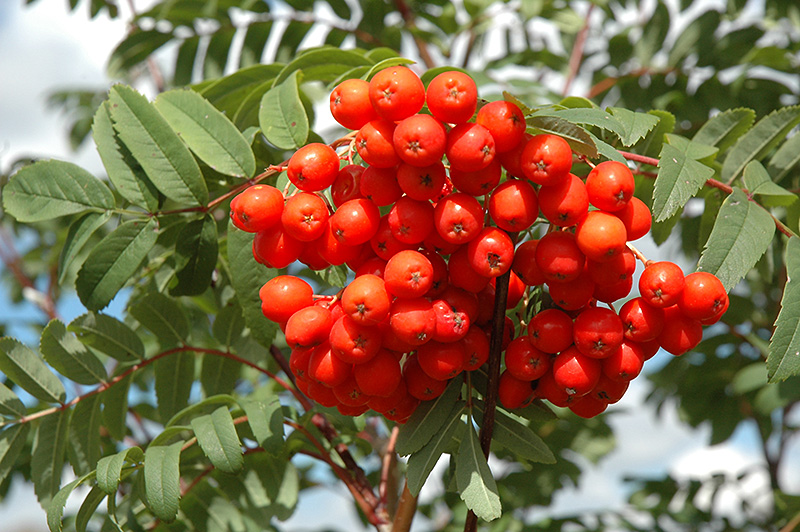 Cardinal Royal Mountain Ash (Sorbus aucuparia 'Michred') in Denver