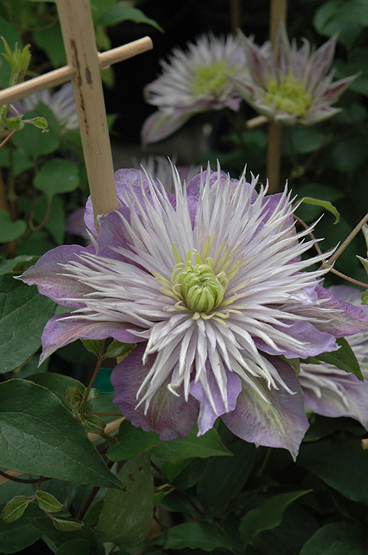 Crystal Fountain Clematis (Clematis 'Crystal Fountain') in Denver Arvada Wheat Ridge Golden