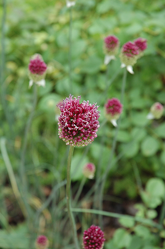 Drumstick Allium (Allium sphaerocephalon) in Denver Arvada Wheat Ridge