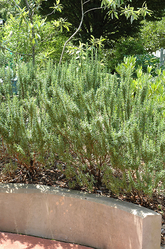 Spice Islands Rosemary (Rosmarinus officinalis 'Spice Islands') in