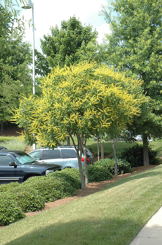 NetPS Error Handler Message