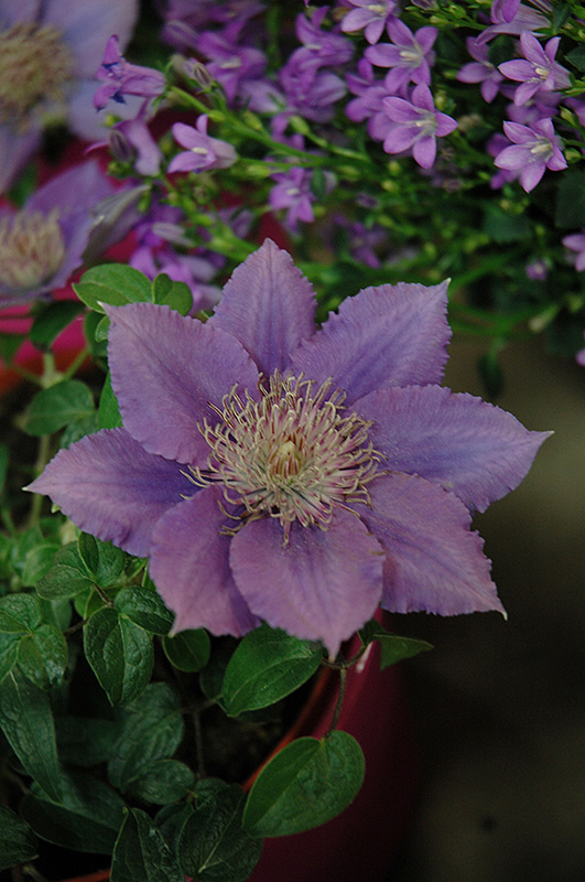 Bijou Clematis (Clematis 'Bijou') in Denver Arvada Wheat Ridge Golden Lakewood Colorado CO at