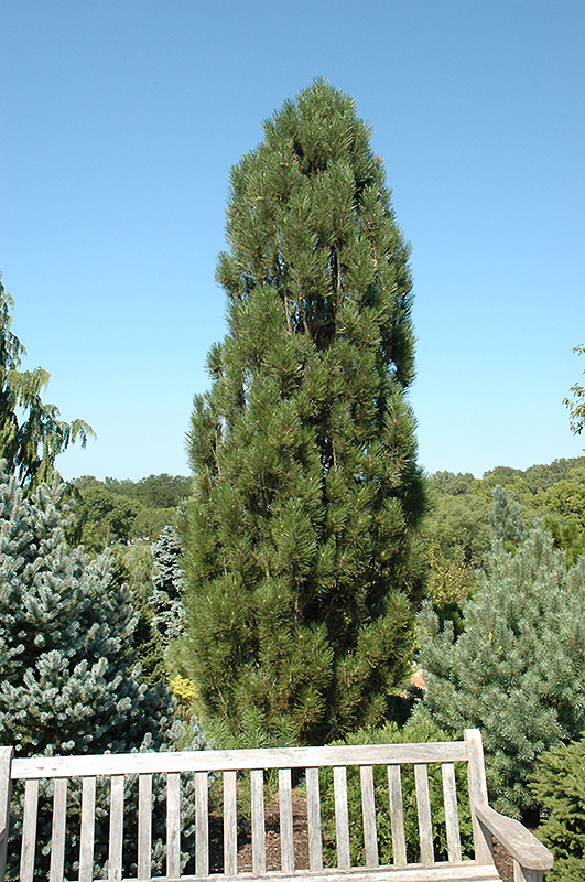 Arnold Sentinel Austrian Pine (Pinus nigra 'Arnold Sentinel') in Denver