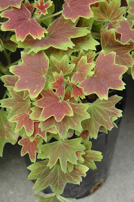 Vancouver Centennial Geranium (Pelargonium 'Vancouver Centennial') in