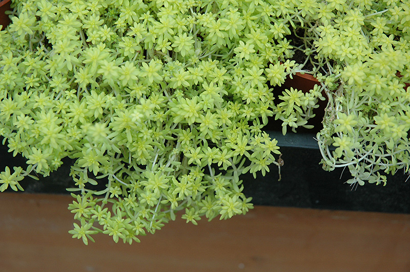 Fine Gold Leaf Stonecrop (Sedum 'Fine Gold Leaf') in Denver Arvada