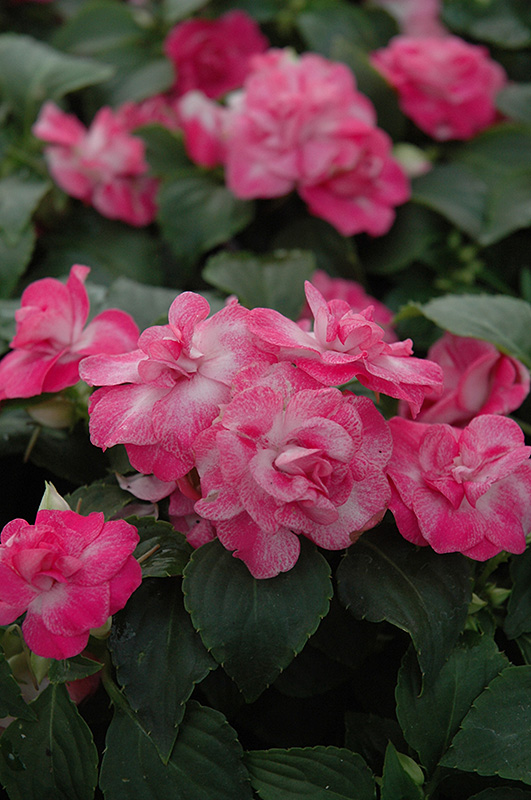Fiesta Stardust Pink Double Impatiens (Impatiens 'Fiesta Stardust Pink