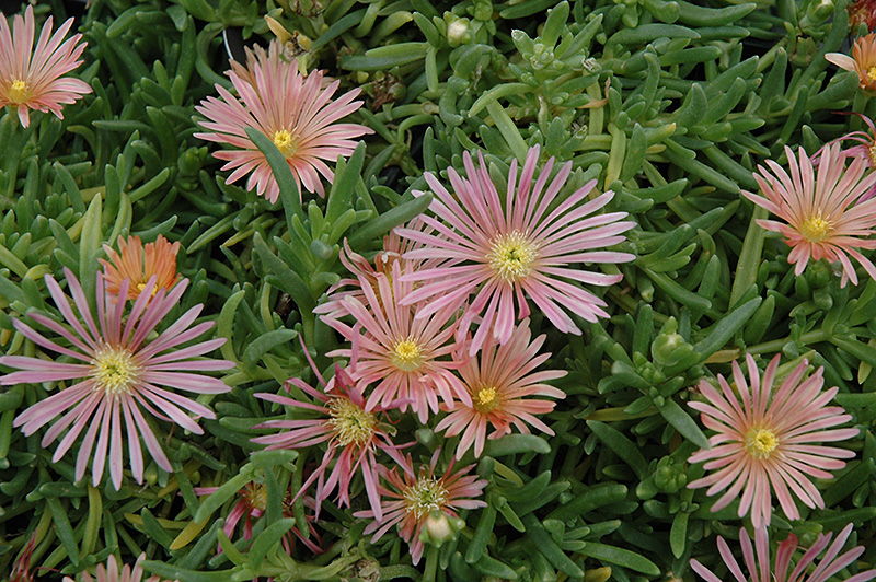 Mesa Verde Ice Plant (Delosperma 'Mesa Verde') in Denver Arvada Wheat