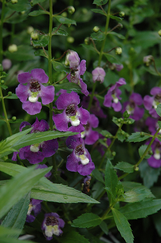 Archangel Purple Angelonia (Angelonia angustifolia 'Balarcpurpi') in