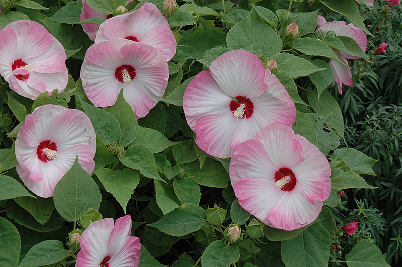 Luna Pink Swirl Hibiscus (Hibiscus moscheutos 'Luna Pink Swirl') in