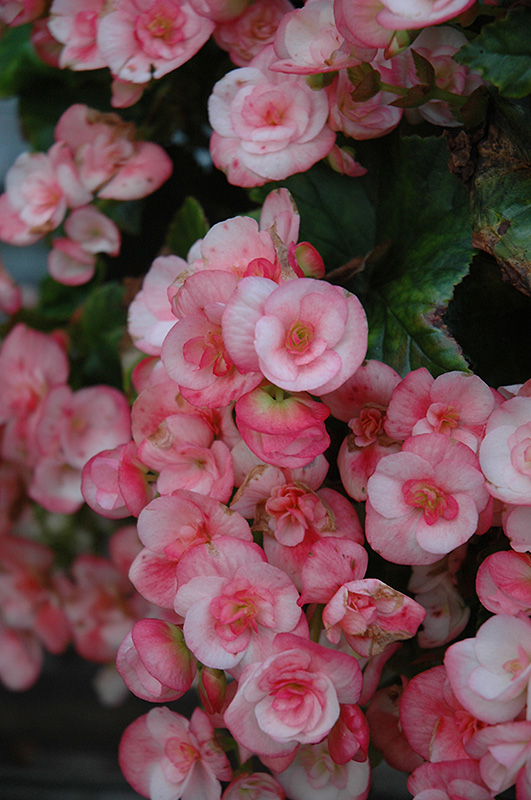 Camilla Begonia (Begonia x hiemalis 'Camilla') in Denver Arvada Wheat Ridge Golden Lakewood