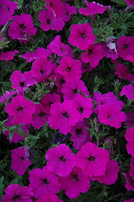 Easy Wave Violet Petunia (Petunia 'Easy Wave Violet') in Denver Arvada