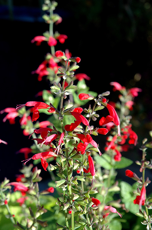 Summer Jewel Red Sage (Salvia 'Summer Jewel Red') in Denver Arvada