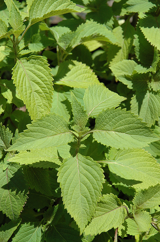 Ginger Mint (Mentha x gracilis) in Denver Arvada Wheat Ridge Golden Lakewood Colorado CO at