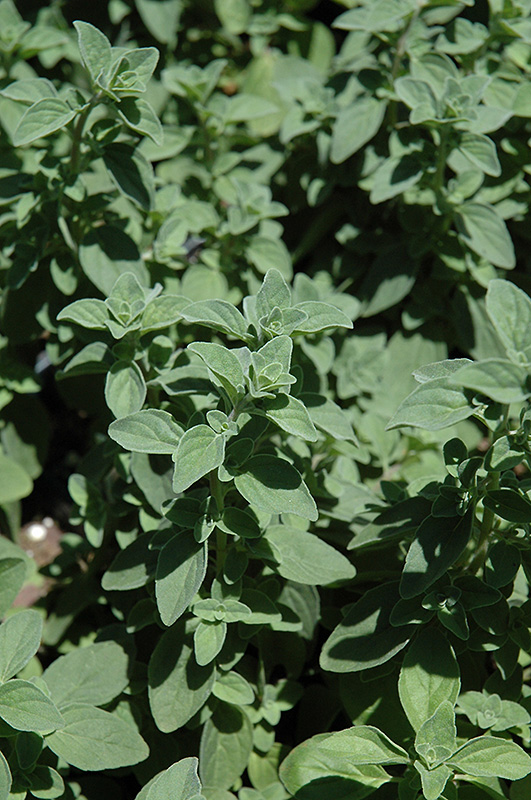 Italian Oregano (Origanum x majoricum) in Denver Arvada Wheat Ridge