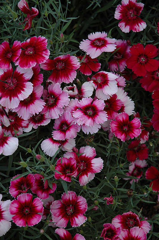Venti Parfait Crimson Eye Pinks (Dianthus 'Venti Parfait Crimson Eye