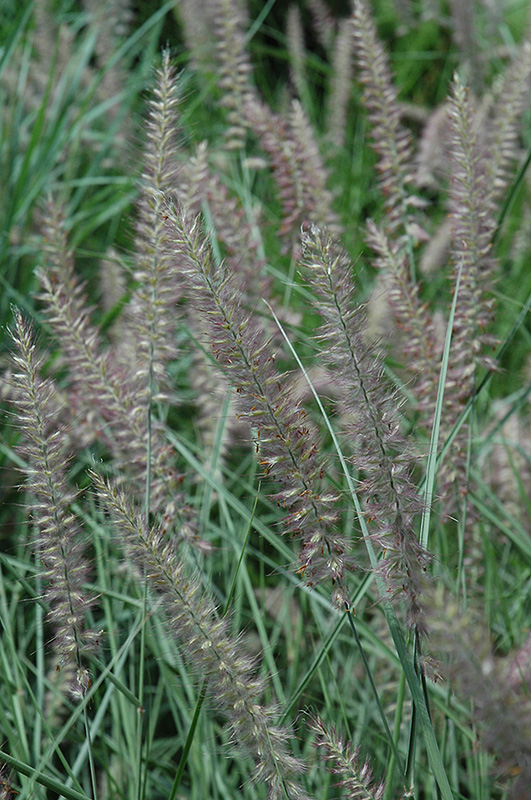 Karley Rose Oriental Fountain Grass (Pennisetum orientale 'Karley Rose