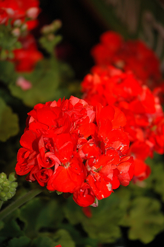 Rocky Mountain Orange Geranium (Pelargonium 'Rocky Mountain Orange') in