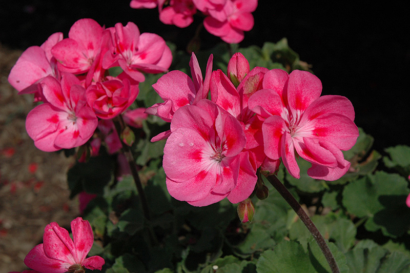 Savannah Pink Geranium (Pelargonium 'Savannah Pink') in Denver Arvada