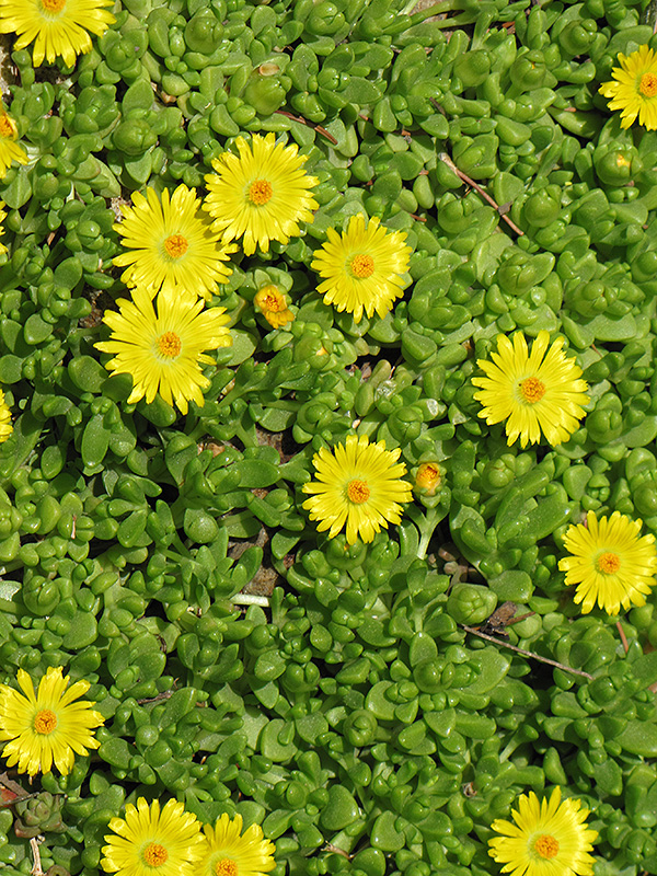 Yellow Ice Plant (Delosperma nubigenum) in Denver Arvada Wheat Ridge Golden Lakewood Colorado CO