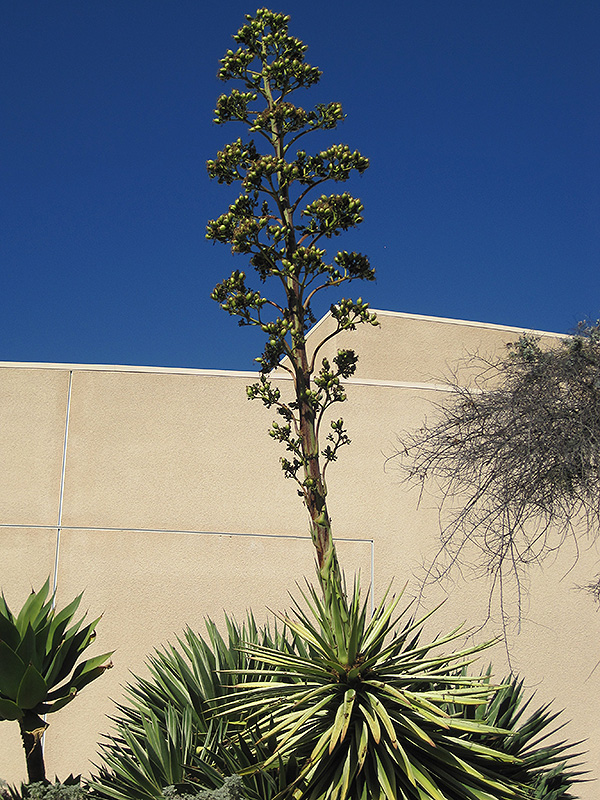 Tequila Agave (Agave tequilana) in Denver Arvada Wheat Ridge Golden