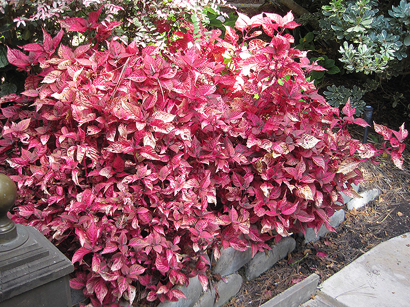 Blood Leaf (Iresine herbstii) in Denver Arvada Wheat Ridge Golden