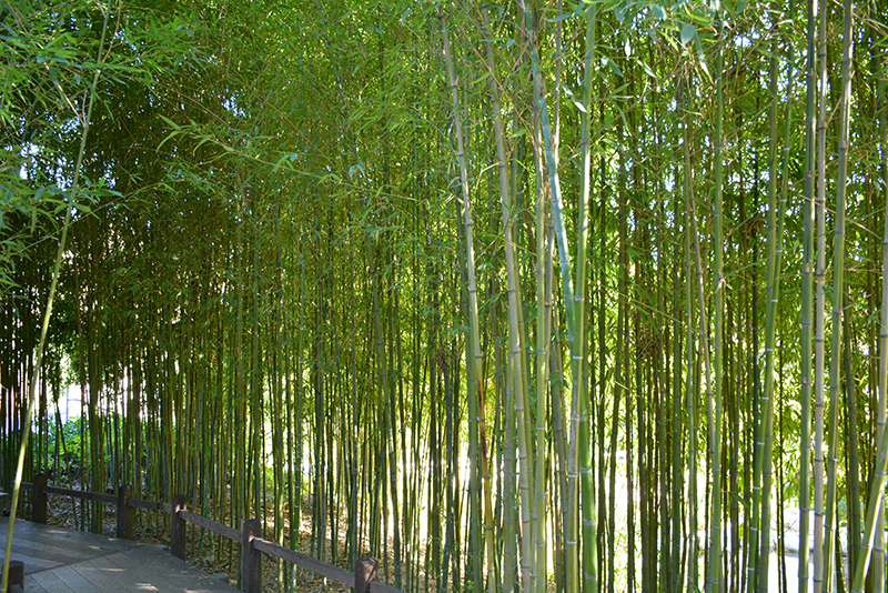 Golden Bamboo (Phyllostachys aurea) in Denver Arvada Wheat Ridge Golden Lakewood Colorado CO at