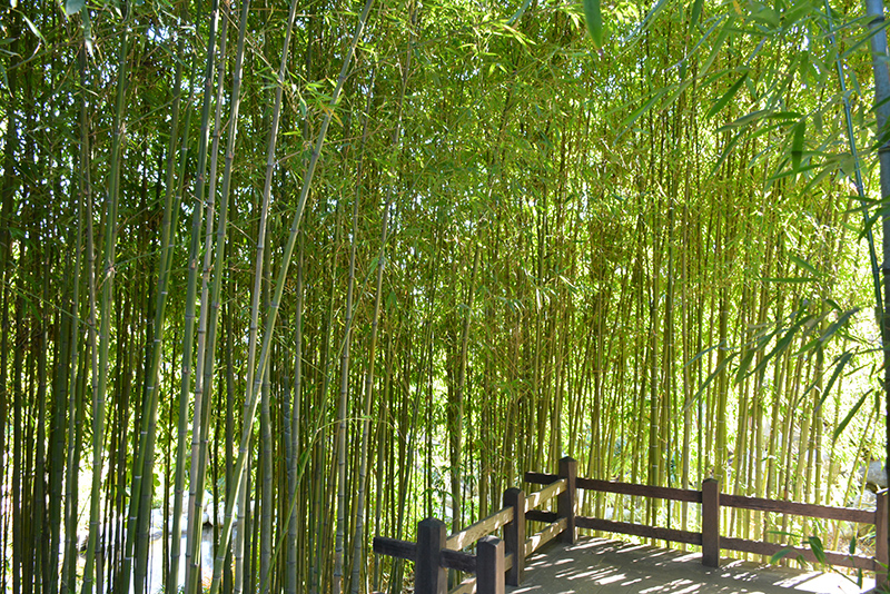 Golden Bamboo (Phyllostachys aurea) in Denver Arvada Wheat Ridge Golden Lakewood Colorado CO at
