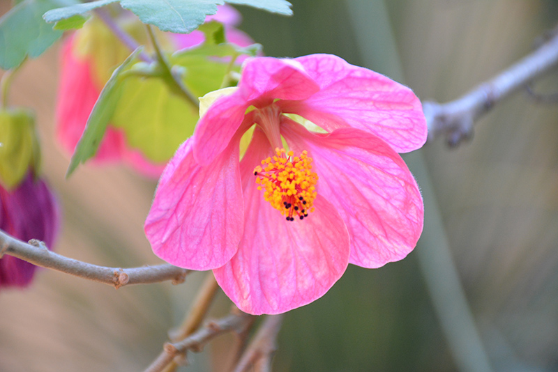 Pink Flowering Maple (Abutilon 'Pink') in Denver Arvada Wheat Ridge Golden Lakewood Colorado CO