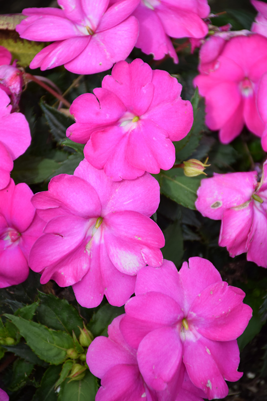 SunPatiens® Compact Neon Pink New Guinea Impatiens (Impatiens