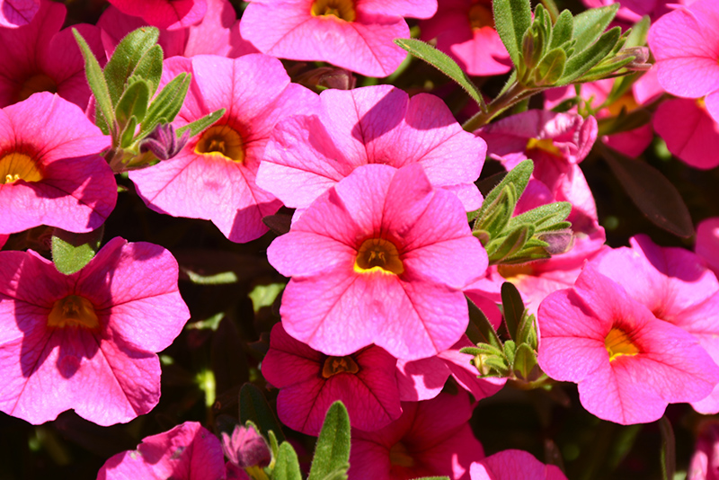Aloha Kona Hot Pink Calibrachoa (Calibrachoa 'Aloha Kona Hot Pink') in