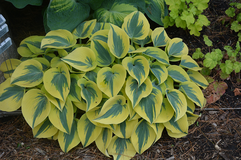 Shadowland Autumn Frost Hosta (Hosta 'Autumn Frost') in Denver Arvada Wheat Ridge Golden