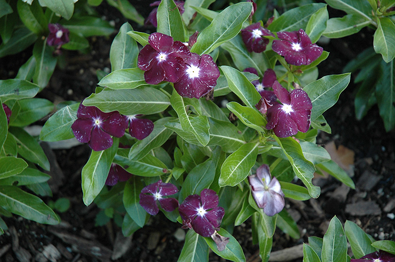 Jams 'N Jellies Blackberry Vinca (Catharanthus roseus 'Jams 'N Jellies Blackberry') in Denver