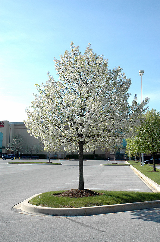 Jack Ornamental Pear (Pyrus calleryana 'Jaczam') in Denver Arvada Wheat
