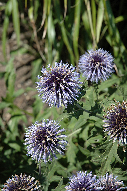 Blue Glow Globe Thistle (Echinops bannaticus 'Blue Glow') in Denver Arvada Wheat Ridge Golden