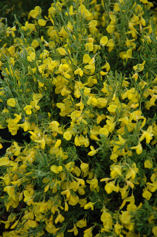Spanish Gold Broom (Cytisus purgans 'Spanish Gold') in Denver Arvada