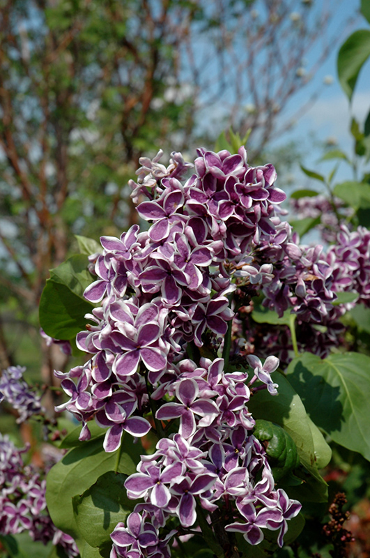 Sensation Lilac (Syringa vulgaris 'Sensation') in Denver Arvada Wheat