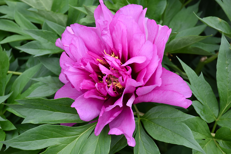 Morning Lilac Peony (Paeonia 'Morning Lilac') in Denver Arvada Wheat