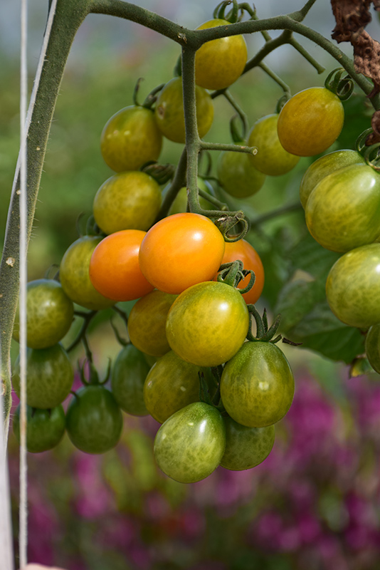 Bumble Bee Sunrise Tomato (Solanum lycopersicum 'Bumble Bee Sunrise
