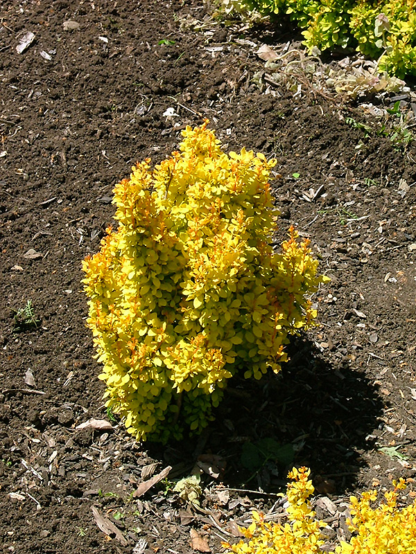 30+ Golden Ruby Barberry Plant 2 Golden Ruby Barberry (Berberis thunbergii 'Goruzam') in Inver Grove