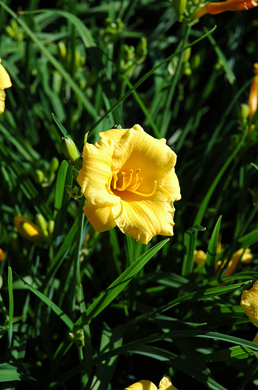 Stella D'Oro Daylily (Hemerocallis 'Stella de Oro') in Inver Grove