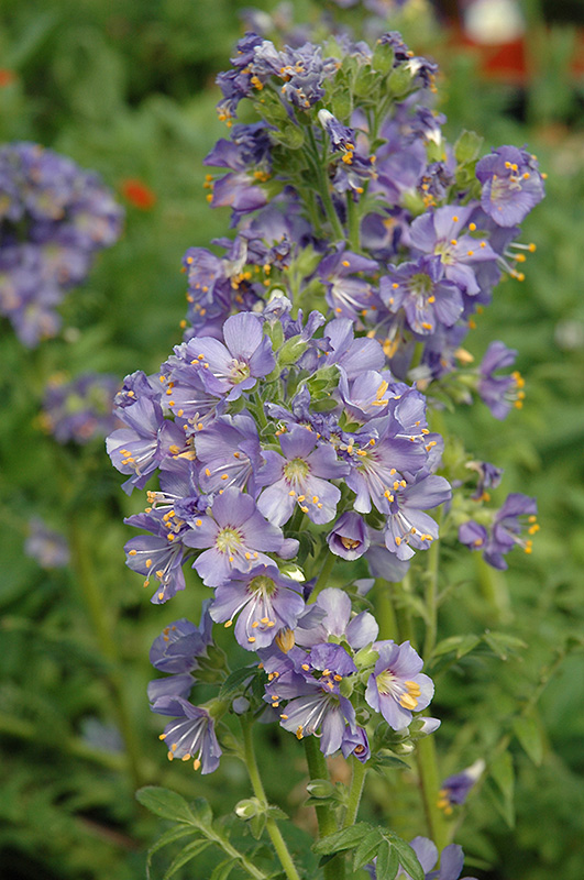 Heavenly Habit Jacob's Ladder (Polemonium boreale 'Heavenly Habit') in