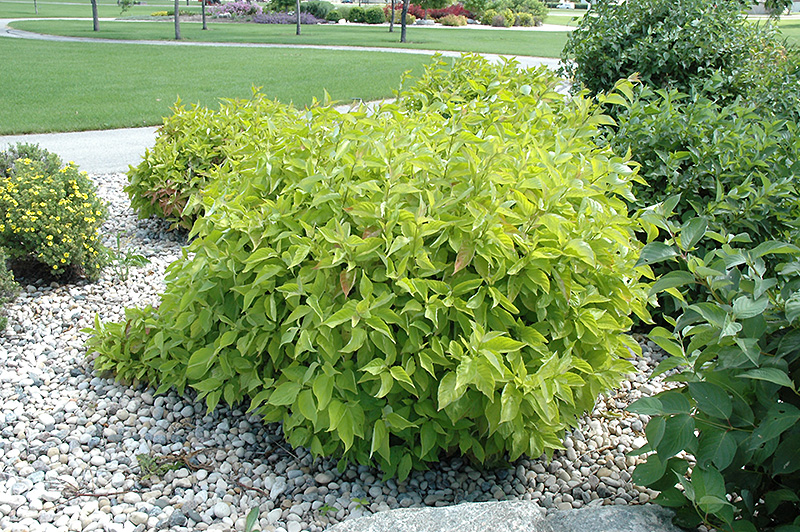 Prairie Fire Dogwood (Cornus alba 'Prairie Fire') in Inver Grove