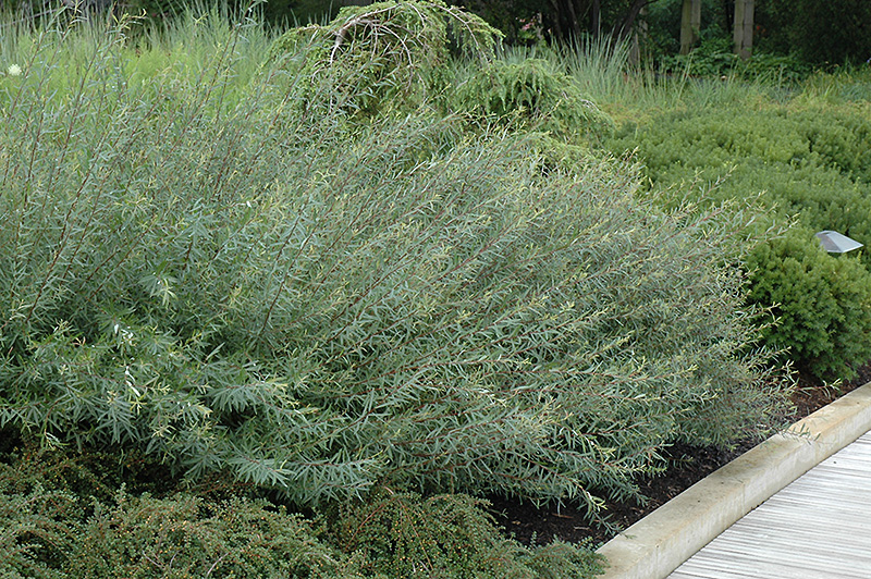 Dwarf Blue Leaf Arctic Willow (Salix purpurea 'Nana') in Inver Grove