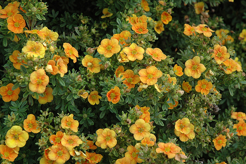 Mango Tango™ Potentilla (Potentilla fruticosa 'Mango Tango') in Inver