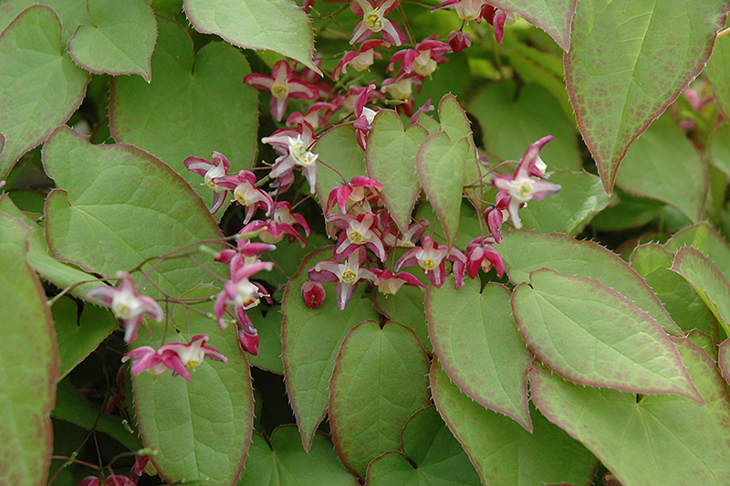 Red Epimedium (Epimedium x rubrum) in Inver Grove Heights, Minnesota