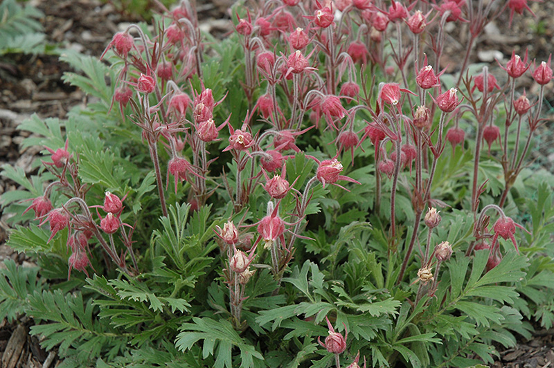 Prairie Smoke (Geum triflorum) in Inver Grove Heights