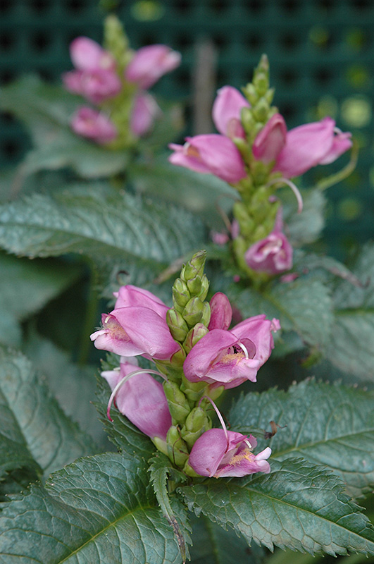 Hot Lips Turtlehead (Chelone lyonii 'Hot Lips') in Inver Grove Heights