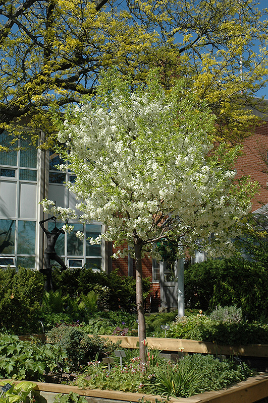Lollipop® Flowering Crabapple (Malus 'Lollipop') in Inver Grove Heights
