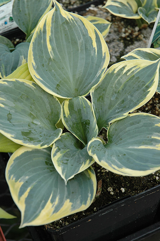 Sugar Daddy Hosta (Hosta 'Sugar Daddy') in Inver Grove Heights