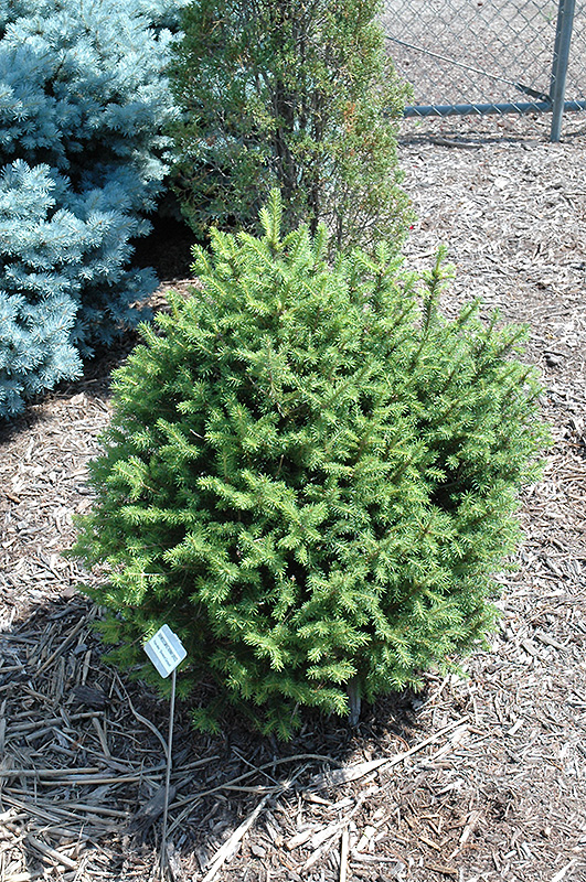 Sherwood Compact Norway Spruce (Picea abies 'Sherwood Compact') in